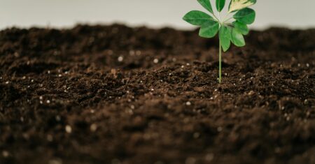 O Tempo da Semente: O Segredo do Crescimento Invisível